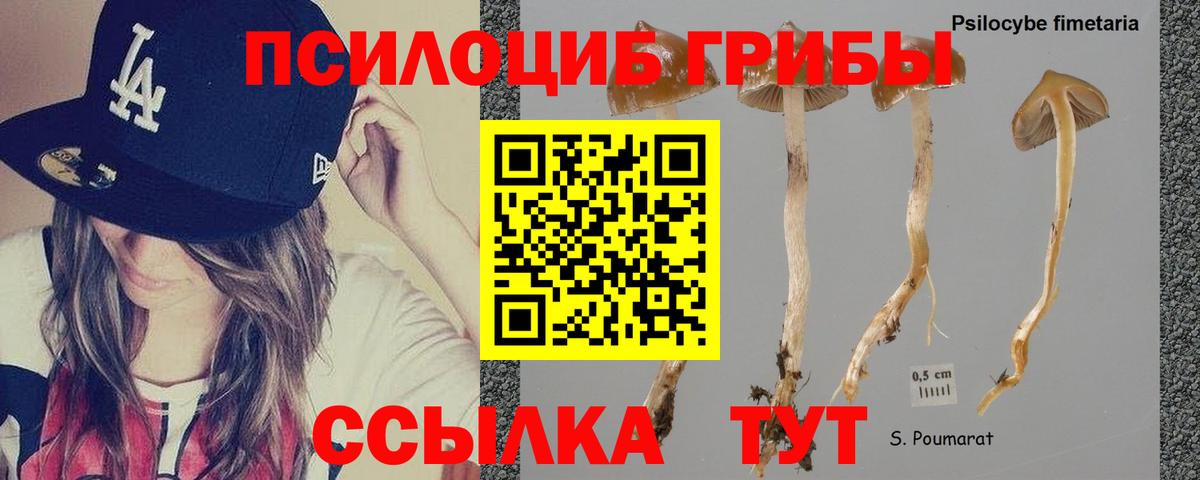 Нягань  Псилоцибиновые грибы Psilocybe  Псилоцибиновые грибы Cubensis  Вход с VPN 